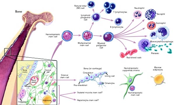 figure2_sm1
