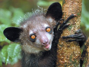 1637-Aye-Aye-300x225.jpg
