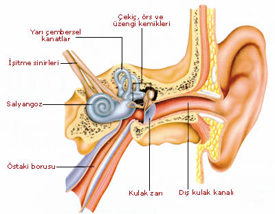 kulak çınlaması