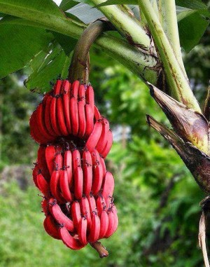 4726_red_banana