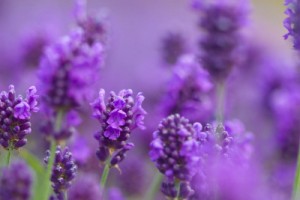 4974_lavender-blossoms