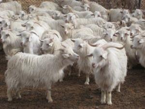 cashmere-goats-in-upshi-300x225.jpg