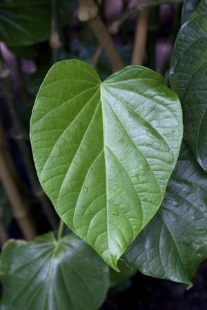 8451_300-26368663-kava-leaf