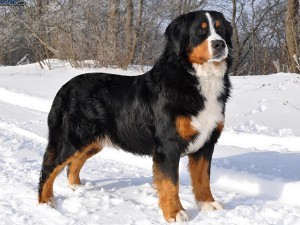 bernese-dag-kopegi-2-300x225.jpg