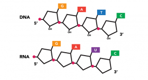 Nükleik Asitler: DNA ve RNA