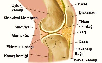 Yeşil Restoranlar Nedir? Bu Restoranların Kriterleri Nelerdir?