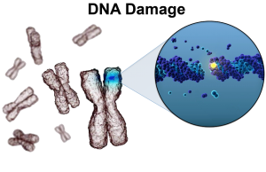 DNA Hasarı İçin Onarım Mekanizmaları