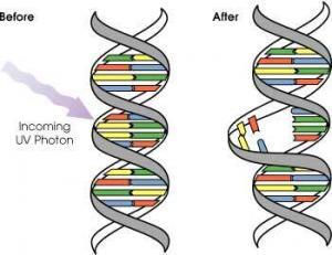 DNA Hasarı İçin Onarım Mekanizmaları