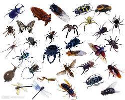 Entomoloji Nedir?
