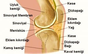Ergenlerde G&ouml;r&uuml;len Osgood - Schlatter Hastalığı Nedir?