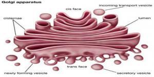 Golgi Cisimciği Nedir?
