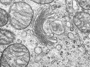 Golgi Cisimciği Nedir?