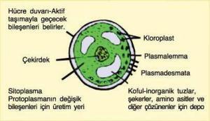 Sucul Bitkiler (Algler ve T&uuml;revleri-2)