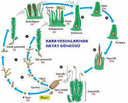 Kara Yosunları