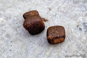 Vombat Nasıl Bir Canlıdır?