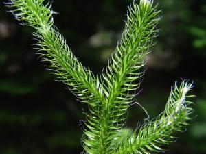 Kibritotu(Lycopsida) Nedir?