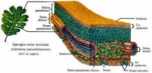 Meristem Doku Nedir?