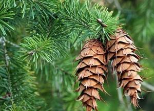 Açık Tohumlu Bitkiler (Gymnospermler)