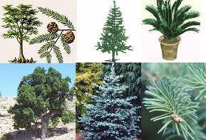 Açık Tohumlu Bitkiler (Gymnospermler)