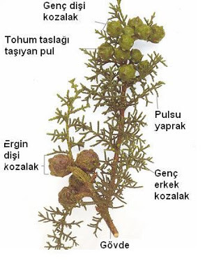 Açık Tohumlu Bitkiler (Gymnospermler)