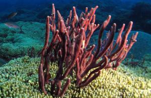 S&uuml;ngerler (Porifera)