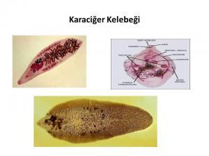 Yassı Solucanlar