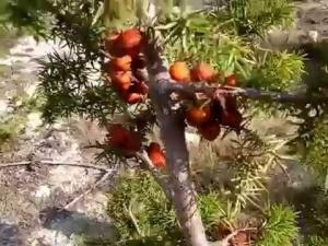 Andız Pekmezinin Faydaları Nelerdir?
