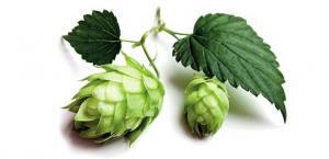 Şerbetçi Otu Nedir? Şerbetçi Otunun Sağlığa Faydaları Nelerdir?
