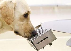 Kanser Taramasında K&ouml;pekler Nasıl Kullanılıyor?