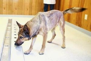 Kanser Taramasında K&ouml;pekler Nasıl Kullanılıyor?