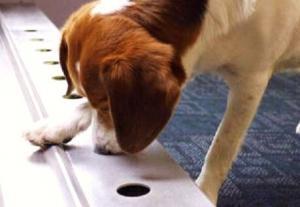 Kanser Taramasında K&ouml;pekler Nasıl Kullanılıyor?