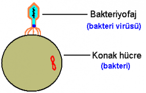 Vir&uuml;slerin Yapısı ve &Ccedil;oğalması