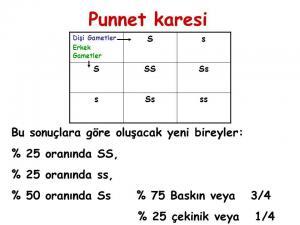 Gen Havuzu ve Punnet Karesi