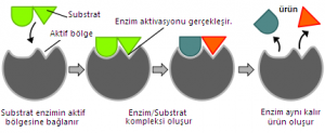 Enzimler