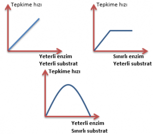 Enzimler