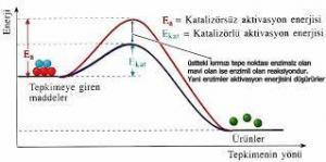 Enzimler