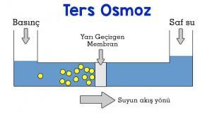 Hücre Zarından Madde Geçişleri:Osmoz