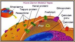 H&uuml;cre Zarı Kanalları ve Zar Pompaları