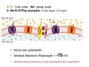 H&uuml;cre Zarı Kanalları ve Zar Pompaları