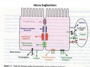 &Ccedil;ok H&uuml;crelilik ve H&uuml;cre Bağlantıları