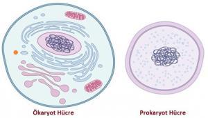 Prokaryotik ve &Ouml;karyotik H&uuml;crelerin Farkları