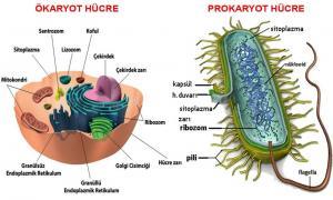 Prokaryotik ve &Ouml;karyotik H&uuml;crelerin Farkları