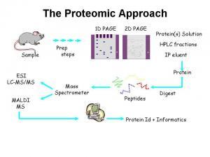 Proteinlerin Yapısı ve İşlevi Nasıl Tespit Edilir?