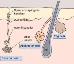 Terlemenin Yaşamımızdaki Yeri