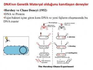 DNA'nın Keşfi