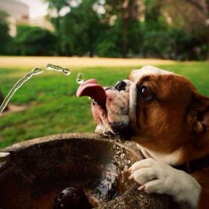 K&ouml;peklerde Terleme Mekanizması