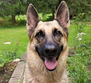 K&ouml;peklerde Terleme Mekanizması