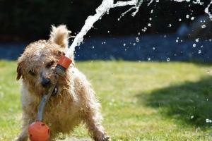 K&ouml;peklerde Terleme Mekanizması