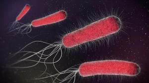 E. Coli Bakterisinde Kromozom Eşlenmesi