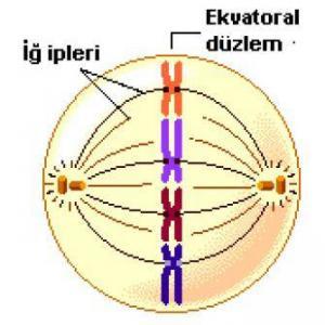 İnterfaz Evresi Nedir? İnterfaz Evresinde Ger&ccedil;ekleşen Olaylar